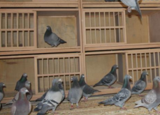 <strong>肉鸽养殖的特点 养殖过程中有什么特别注意的？</strong>