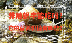 <strong>养殖蜗牛能吃吗？它的营养价值有哪些？</strong>