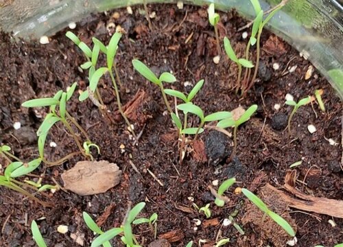 角堇种子什么时候播种最好