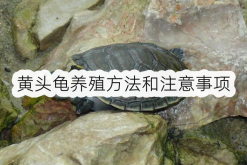<strong>黄头龟养殖方法和注意事项，多久喂食一次</strong>