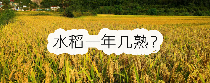 水稻一年几熟？各地区种植水稻时间差异