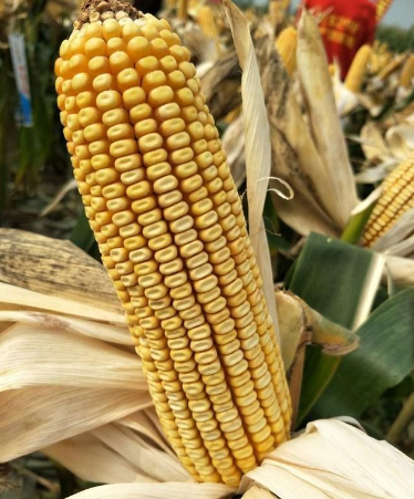 玉米亩产6000斤的品种-MC670