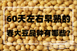 <strong>60天左右早熟的春大豆品种有哪些？</strong>
