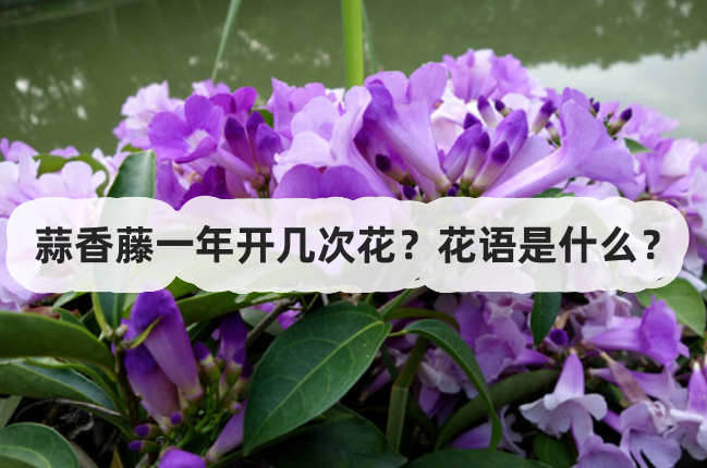 蒜香藤一年开几次花？花语是什么？