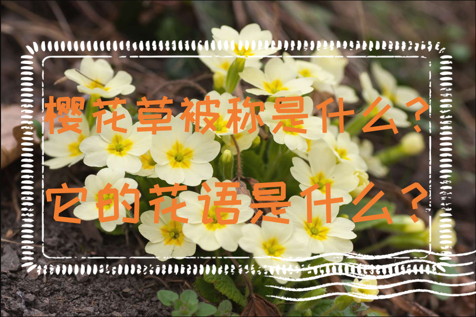 樱花草被称是什么？它的花语是什么？
