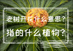 <strong>老树开花什么意思？指的什么植物？</strong>