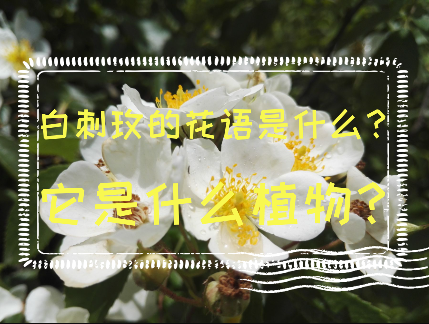 白刺玫的花语是什么？它是什么植物？