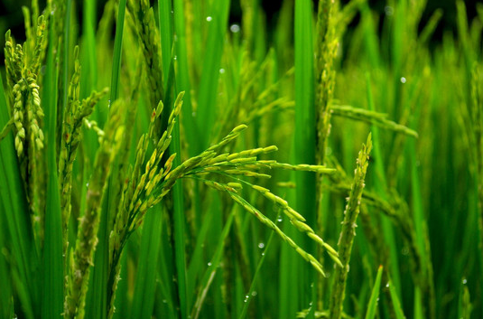 水稻因天气原因抽穗困难怎么办？该如何减少损失？