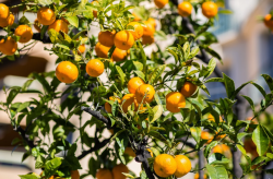 <strong>沃柑橘树的种植与管理有哪些要点？</strong>