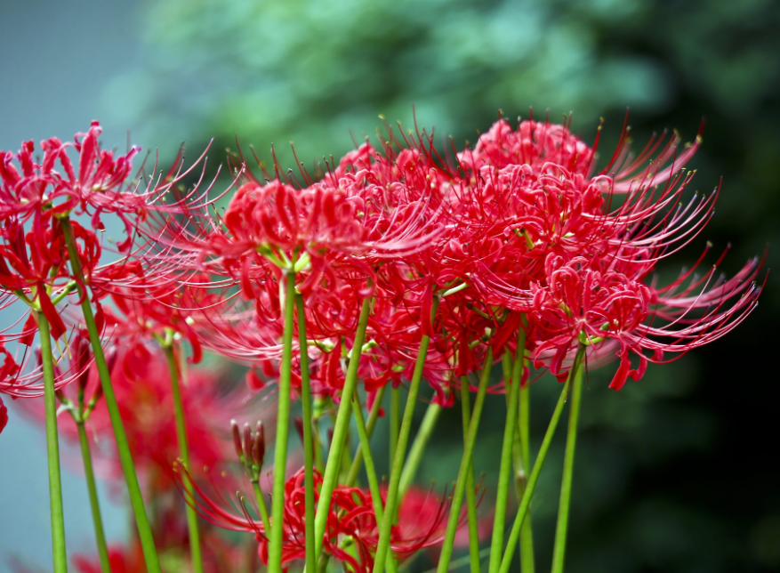 红色百合花的花语是什么？百合花花语介绍