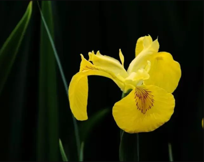 金色鸢尾花的花语是什么？鸢尾花花语介绍