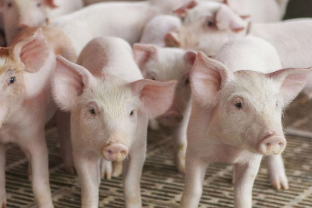 防治母猪流产的饲养经验，一定要知道！