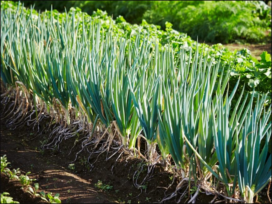 大葱生长期需要什么肥料最佳？大葱施肥技巧