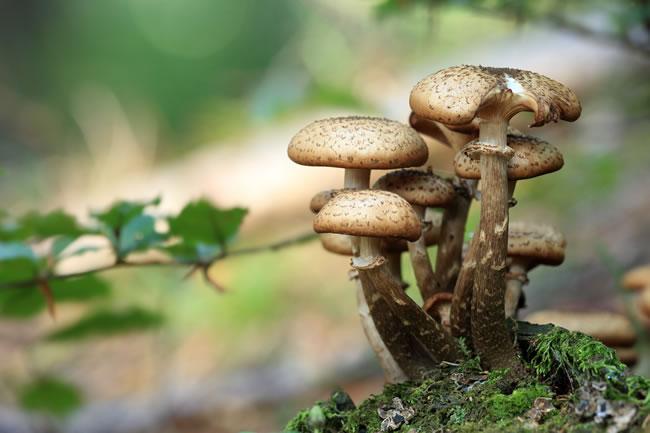 无公害蘑菇肥配制小方法