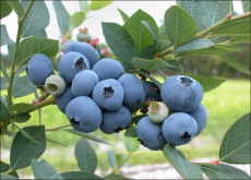 <strong>蓝莓种植树苗哪里有？蓝莓种植产区介绍</strong>