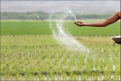 <strong>水稻施复合肥要保水几天？复合肥的最佳使用方法</strong>