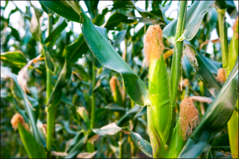 玉米尿素叶面肥喷施用量和注意事项
