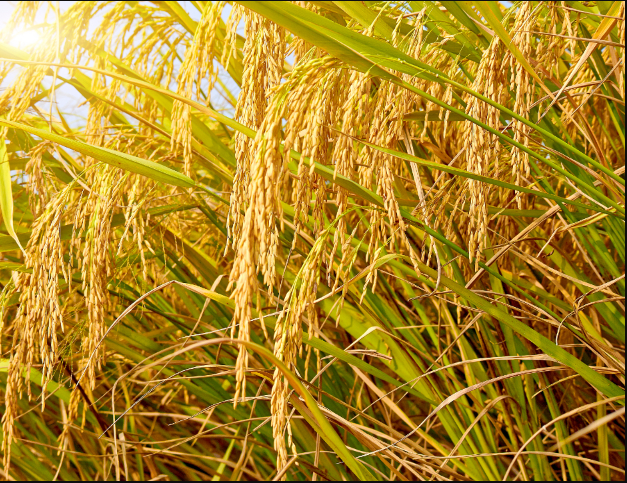 袁隆平水稻最高亩产量是多少?杂交水稻介绍