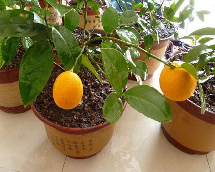 柠檬树冬天落叶吗？养护要点有哪些？