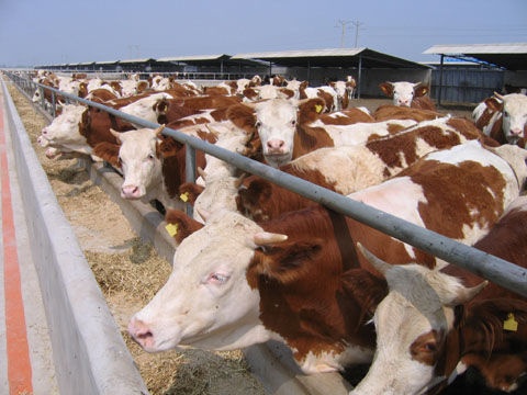牛的养殖方式和成本