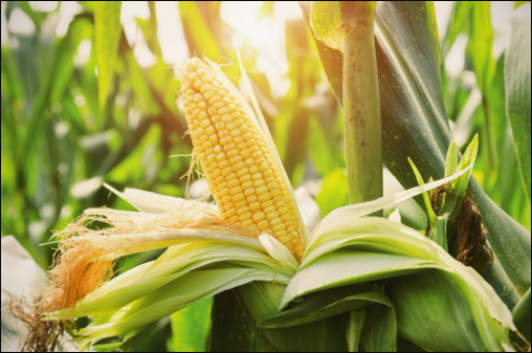 戊唑醇在玉米上的用量和用法介绍