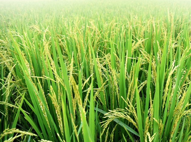 2022年水稻螟虫防治最佳时期是什么时候？