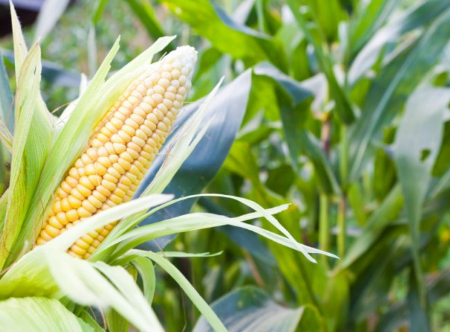 玉米控旺剂能和杀虫剂杀菌剂叶面肥一起使用吗？