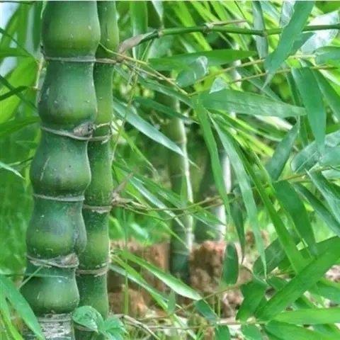 毛竹种子种植方法