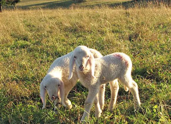 母羊产羔后多久可以再次配种？