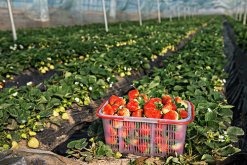 <strong>草莓的养殖方法和管理技术</strong>