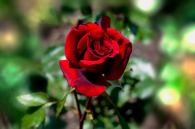 哪个品种的红玫瑰最受欢迎？