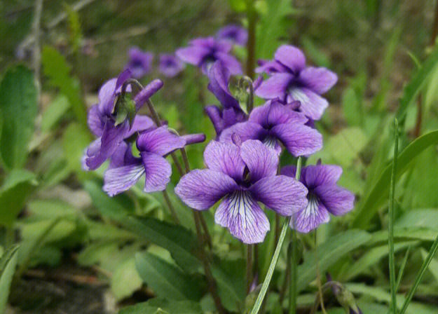 紫花地丁种植时间及方法