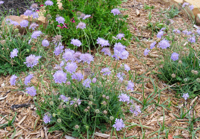 紫盆花的花语和种植方法介绍