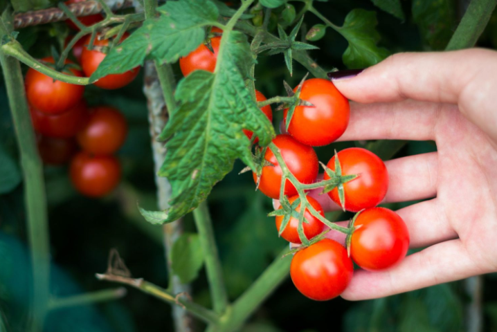 小番茄又叫什么？哪些品种最好吃？
