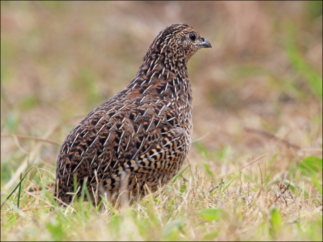 quail指的是什么动物？鹌鹑最佳生长环境