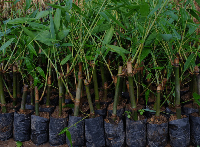 竹子应该怎么养长得好？种植竹子适宜条件