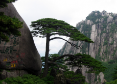 <strong>中国最贵的三棵树</strong>