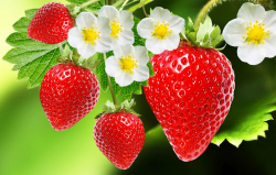<strong>冬天草莓如何种植？大棚温度管理要注意哪些？</strong>