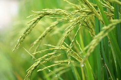 <strong>水稻稻瘟病是通过什么途径传播的？</strong>