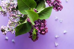 <strong>春天开紫色花的花卉有哪些？</strong>
