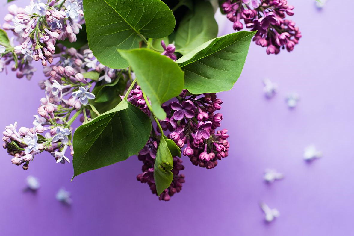 春天开紫色花的花卉有哪些？
