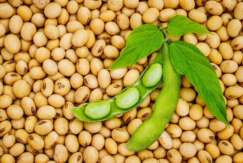 大豆的营养价值，大豆的高产方法介绍