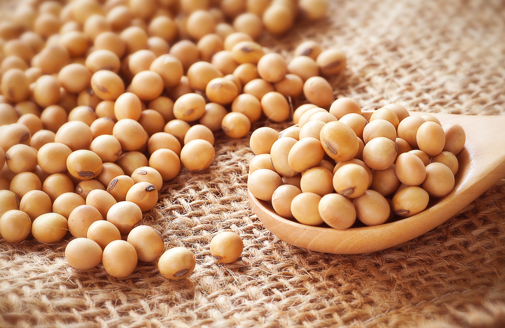 大豆的营养价值，大豆的高产方法介绍
