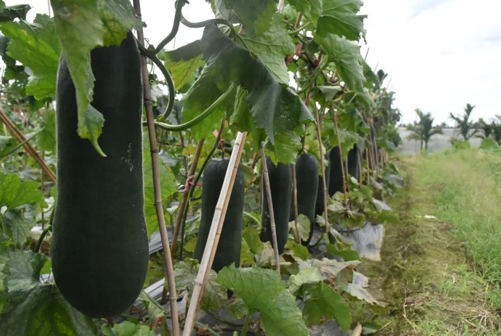 黑皮冬瓜的栽培密度和病虫害防治，如何人工繁育？