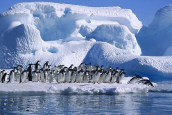 <strong>南极半岛对于海洋生物有哪些重要意义？</strong>