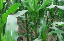 影响玉米生育期长短的主要因素是？