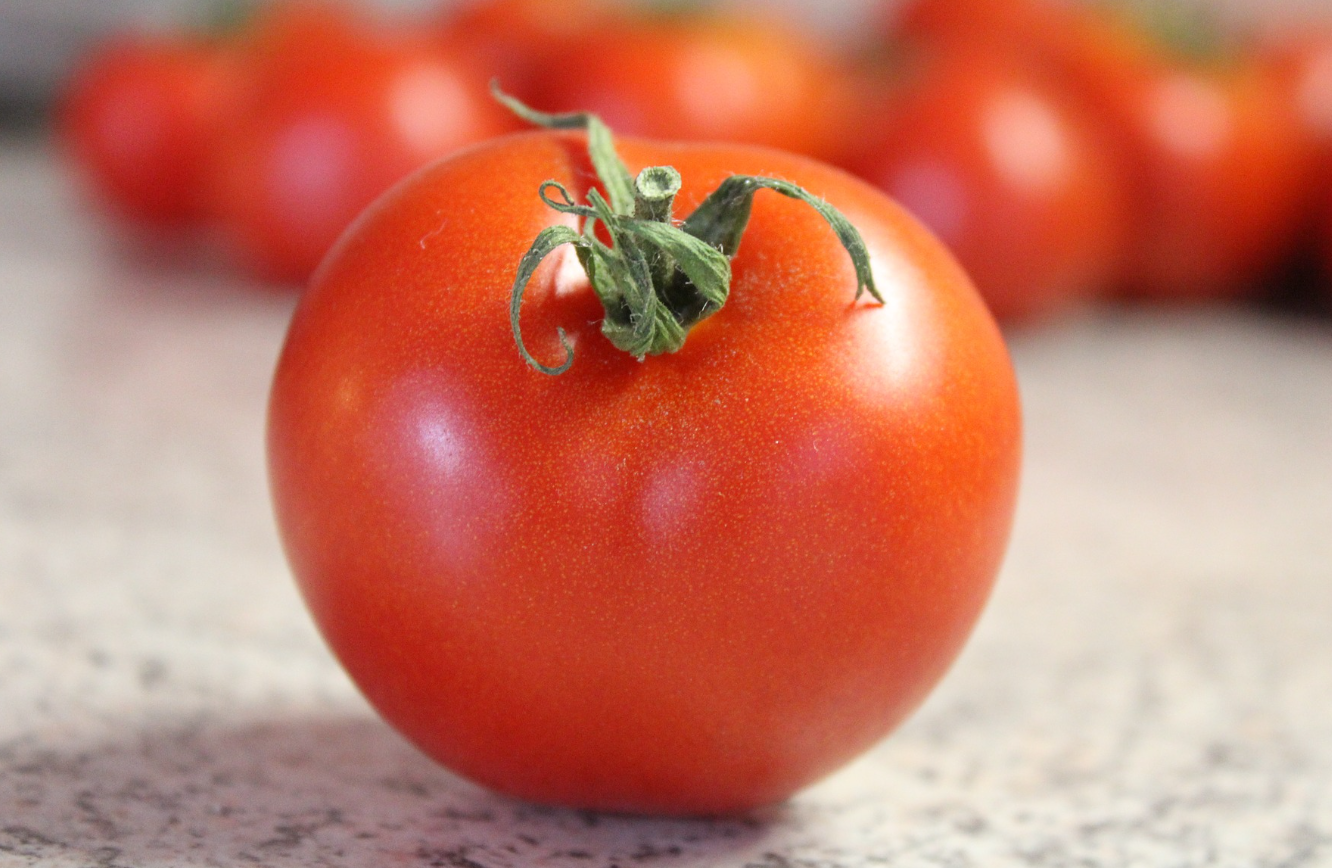 番茄无土栽培技术要点和注意工作介绍