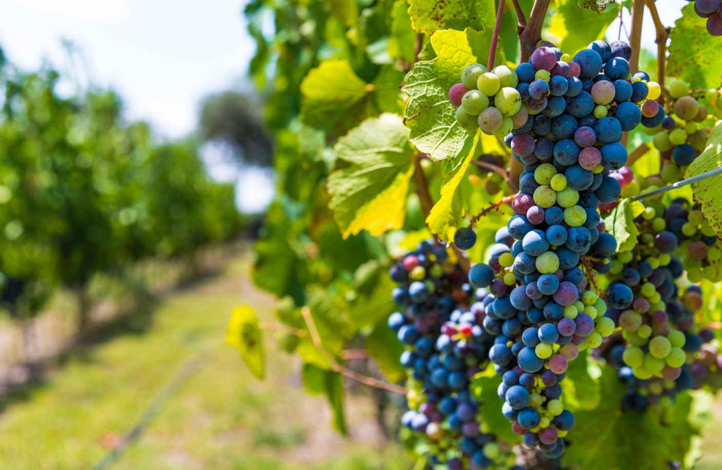 世界葡萄的生产和贸易概况如何？