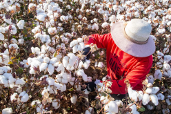 <strong>棉花在我国的经济怎么样？有什么经济和社会作用？</strong>