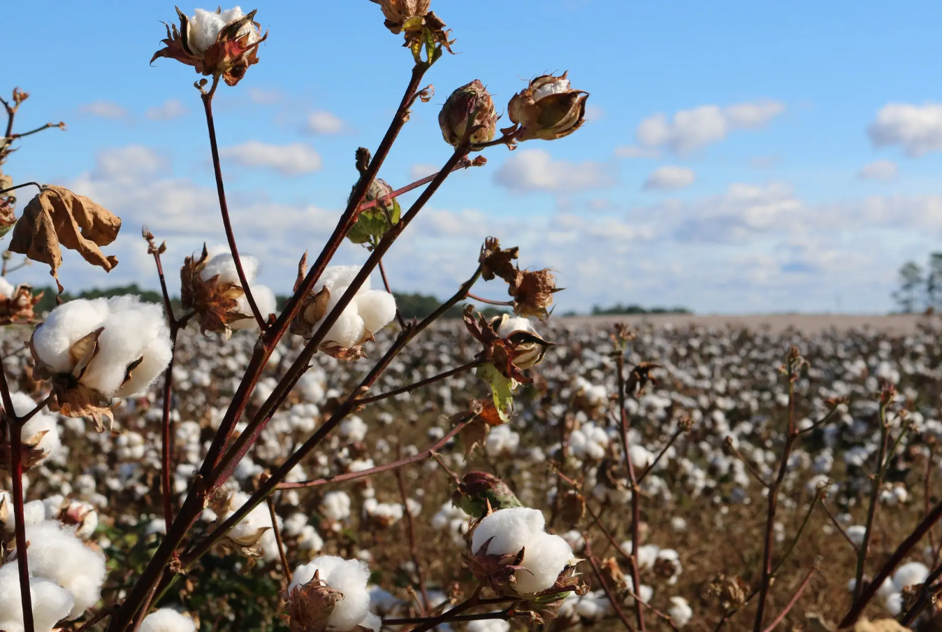 当前棉花生产的形势如何？如何应对现在的状况？
